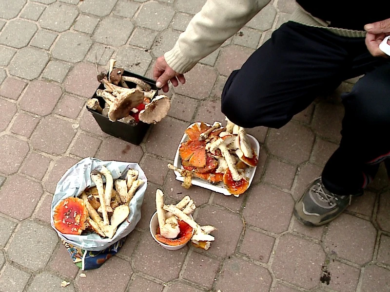 Zabójcze muchomory w sprzedaży