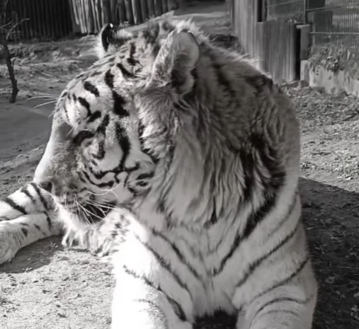 źródło: Gdański Ogród Zoologiczny