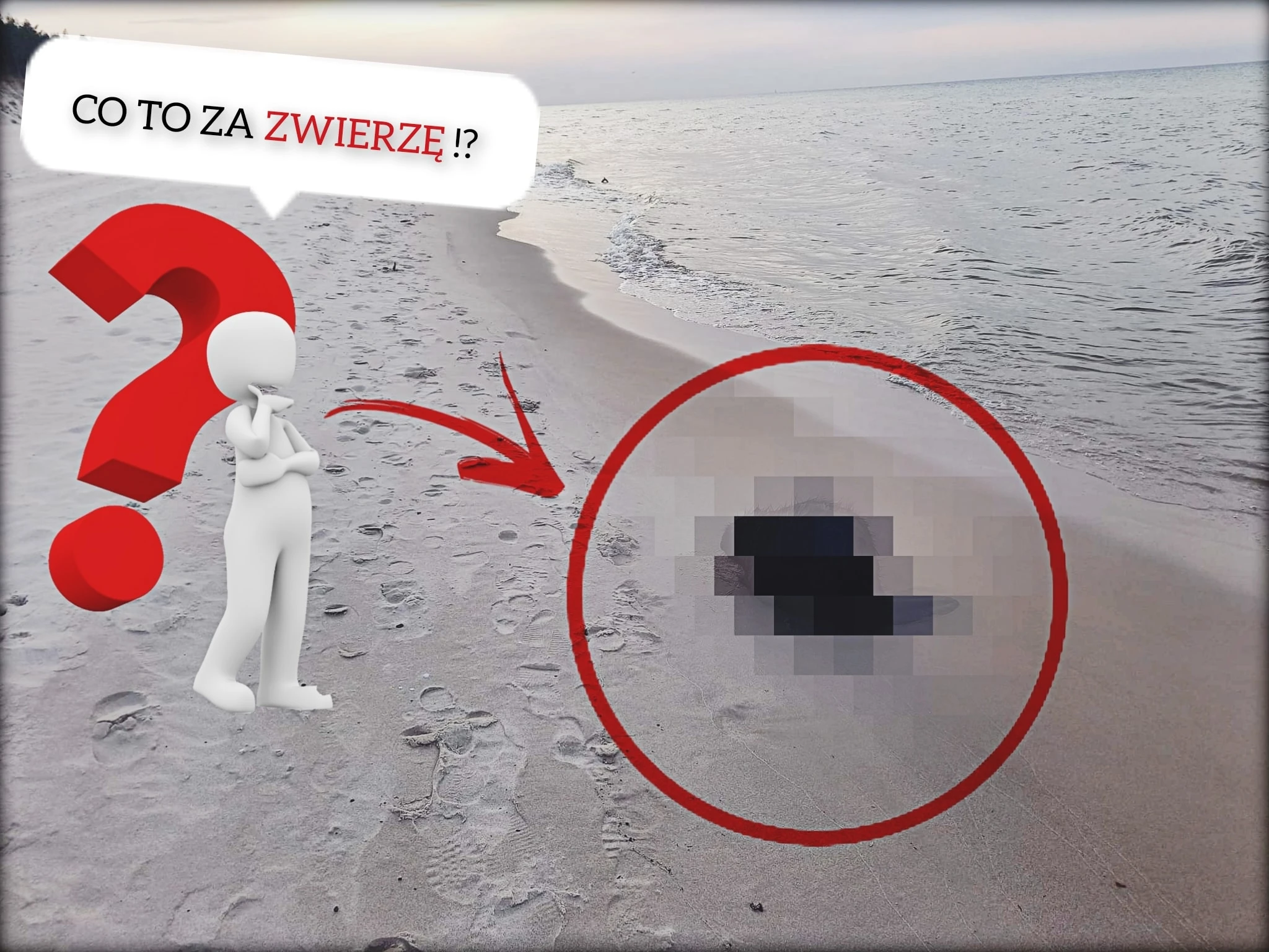 Fot. SM Władysławowo