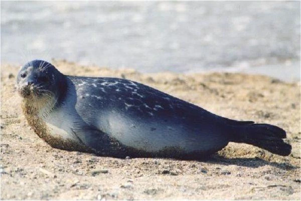 Gdynia: Martwa foka na bulwarze
