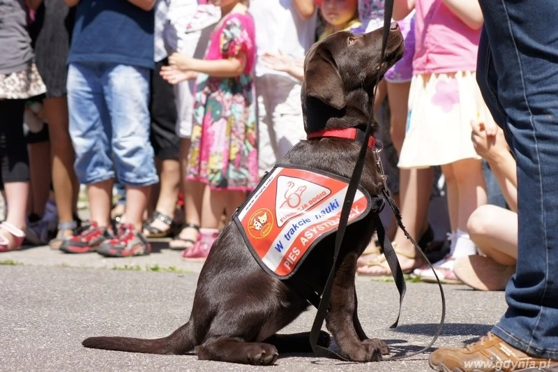 fot. Fundacja DOGIQ/UM Gdynia