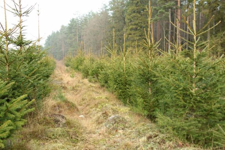 źródło: Nadleśnictwo Strzebielino
