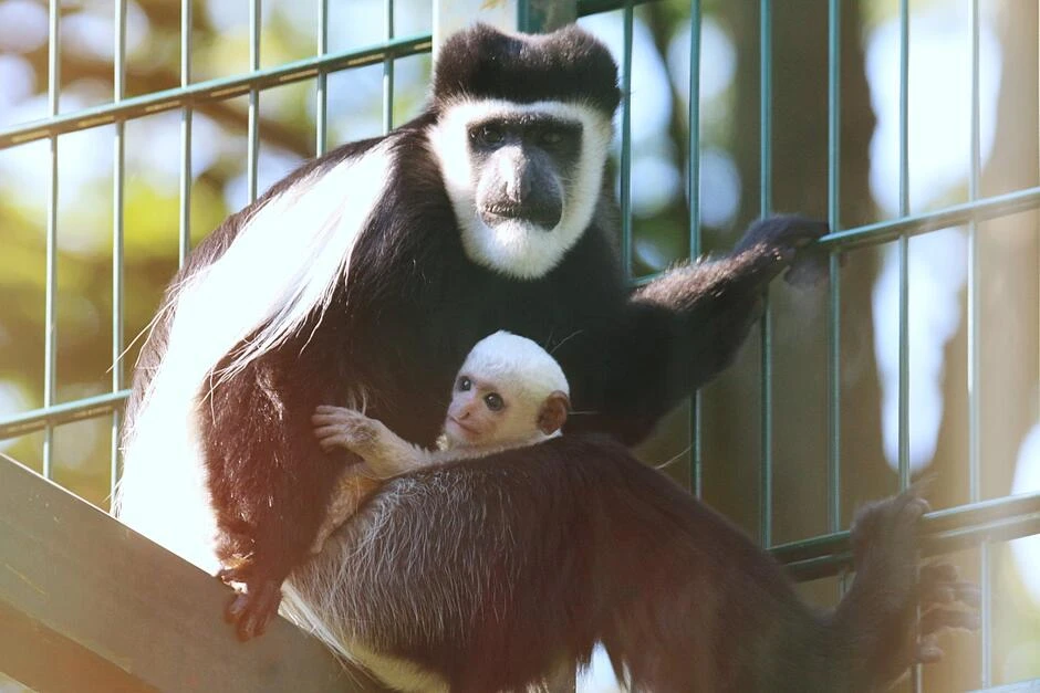 Fot. Gdański Ogród Zoologiczny