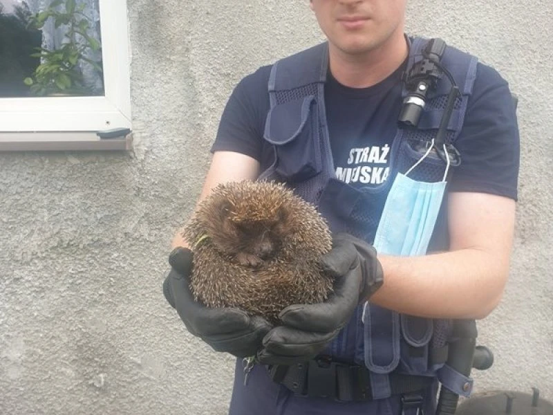 Źródło: SM w Wejherowie
