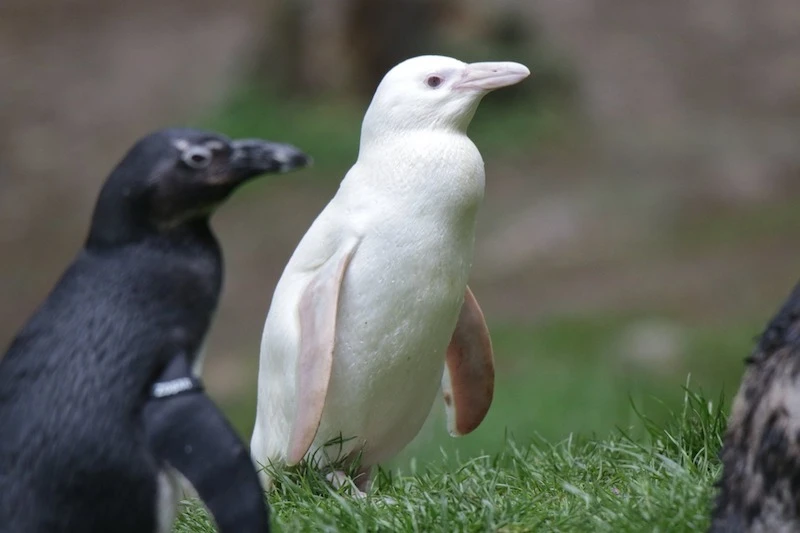 Fot. Sabina Kaszak/Gdański Ogród Zoologiczny