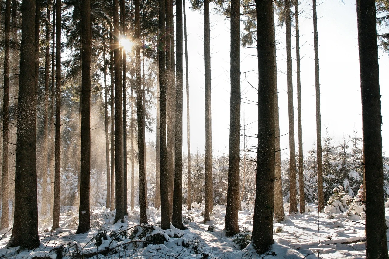 Zdjęcie ilustracyjne/pixabay.com