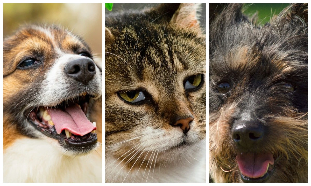 Psy i koty ze Schroniska OTOZ Animals w Dąbrówce poszukują nowego domu | ZDJĘCIA