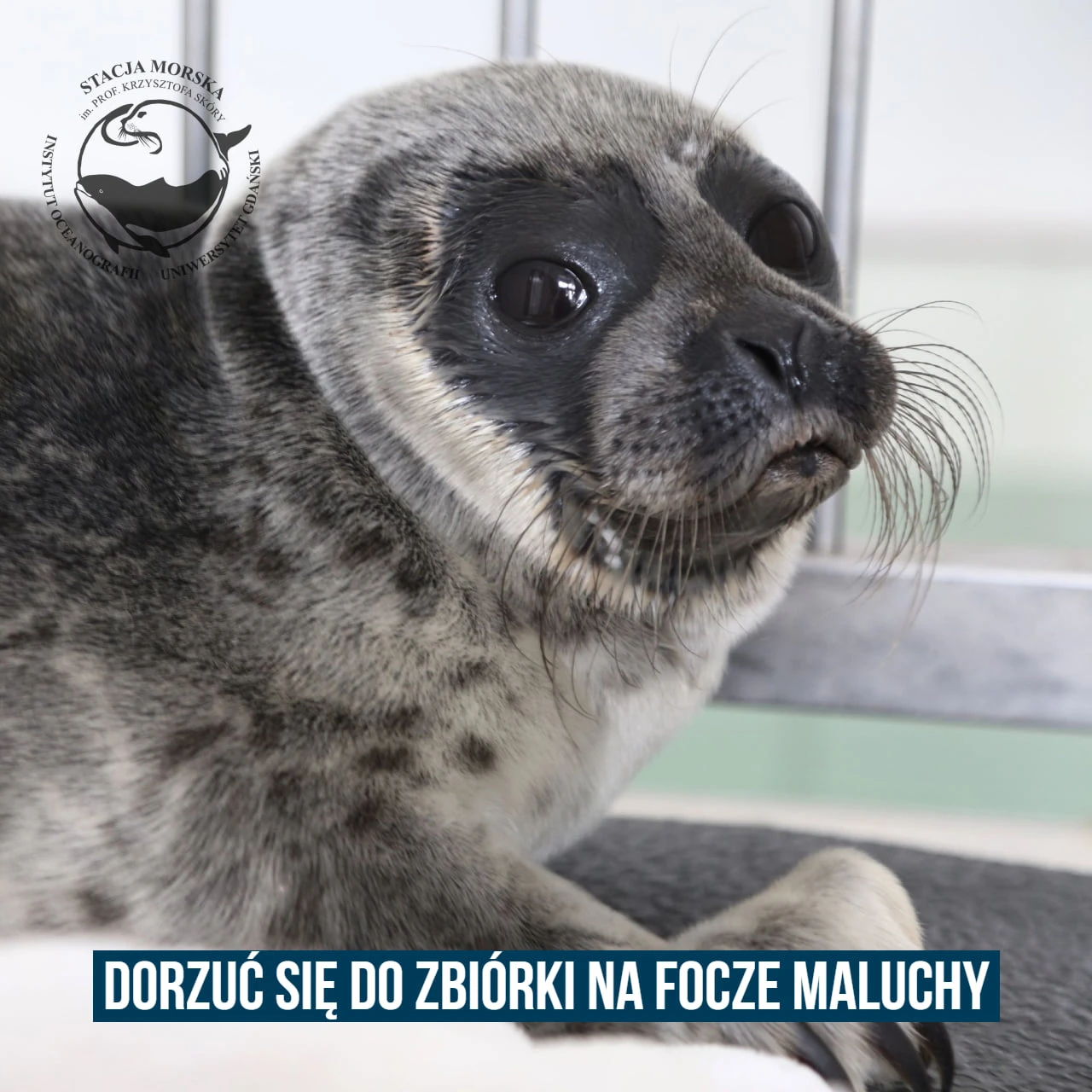 Fot. Fokarium