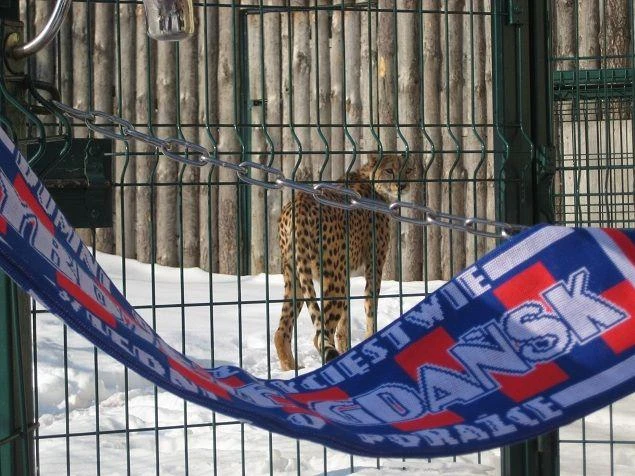 Gdańsk: Lotos ma maskotkę w cętki