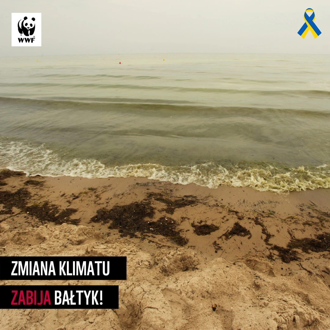 Fot. WWF Polska|https://www.facebook.com/WWFpl