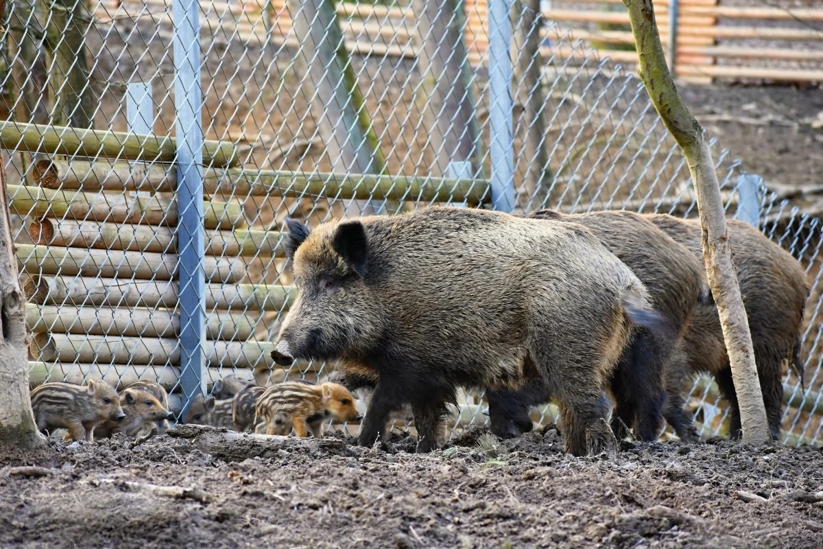 źródło: UG Kosakowo