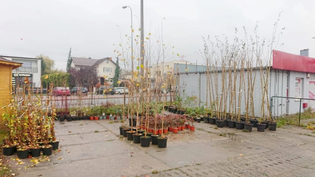 źródło: UM Wejherowo