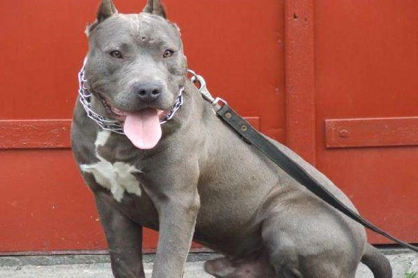 Sopot: Amstaff pogryzł człowieka