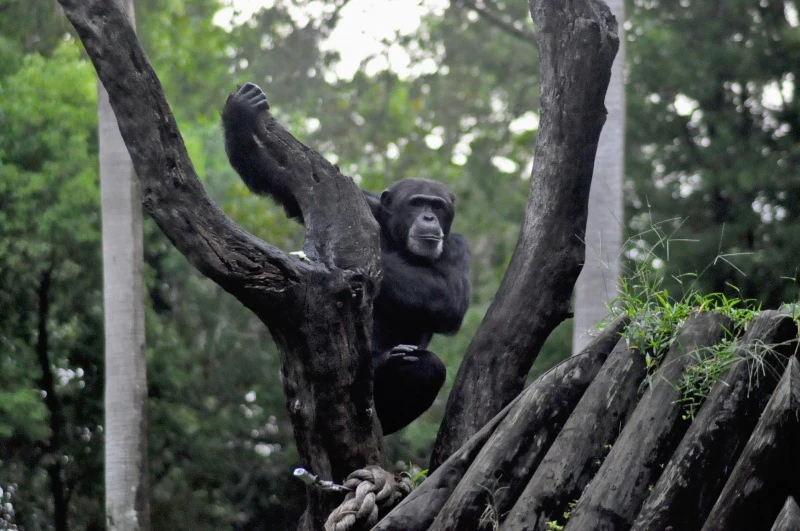 Gdańskie ZOO jednym z najchętniej odwiedzanych w Polsce