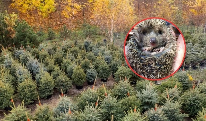 fot. Ostoja/Zakład Utylizacji w Gdańsku