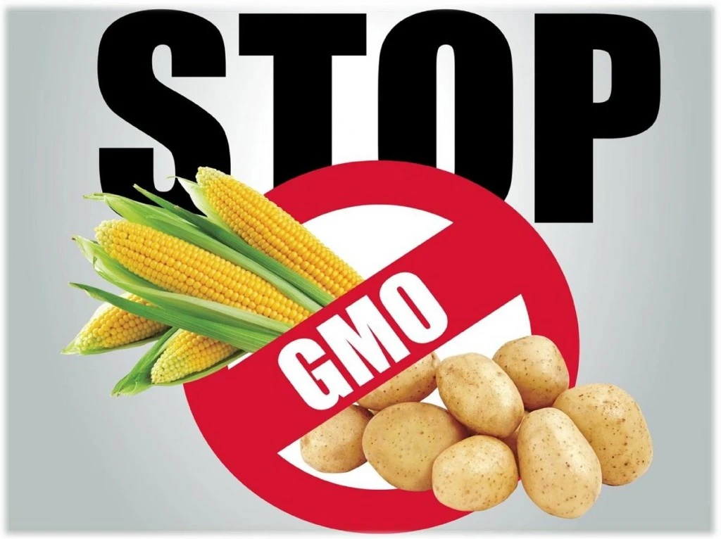 Polska wolna od upraw GMO