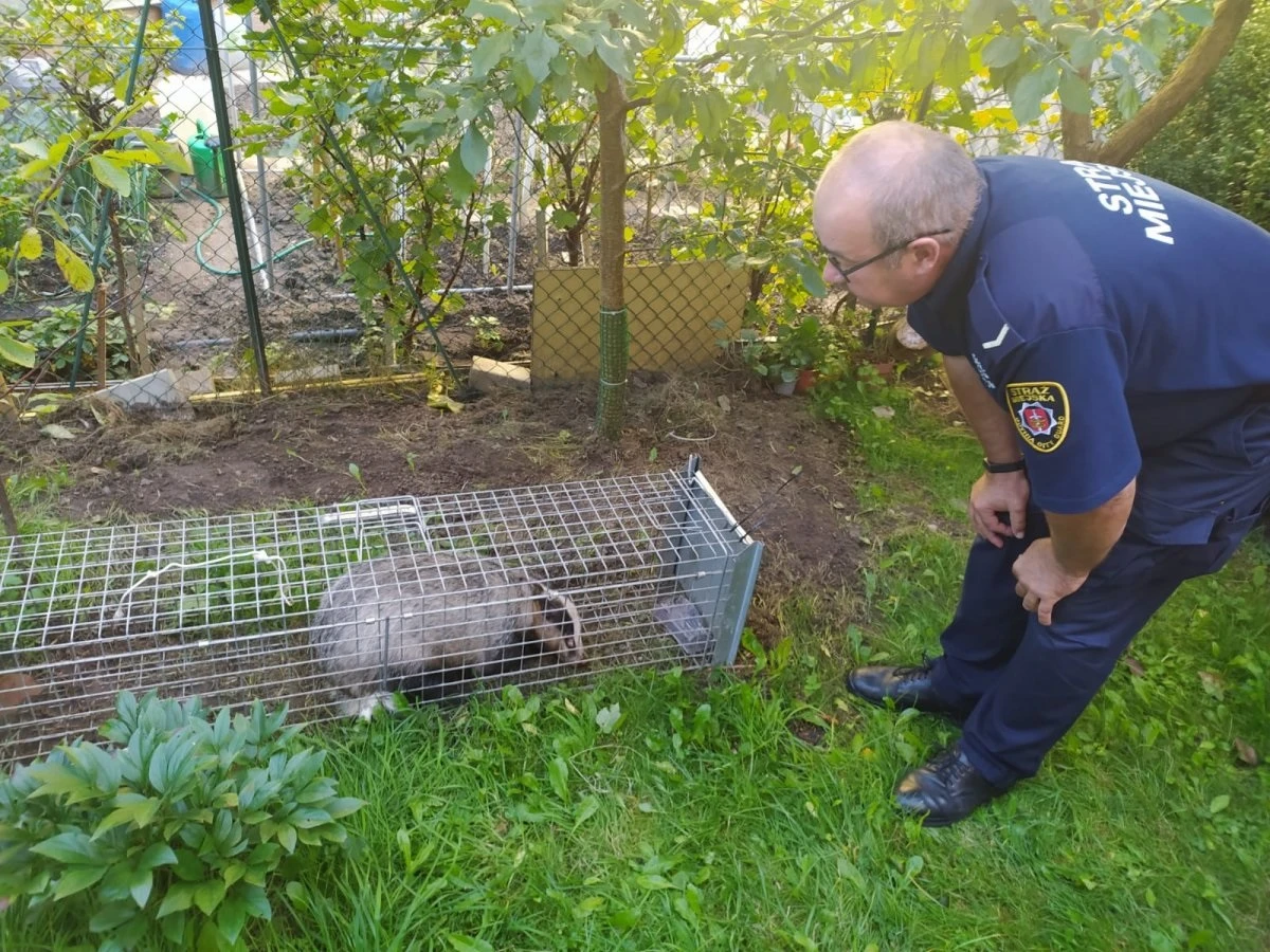 Źródło: gdynia.pl
