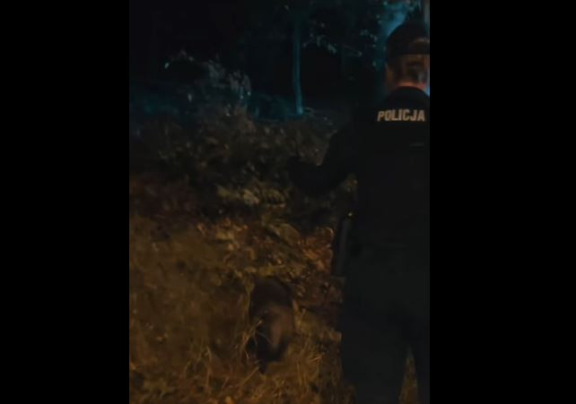 Jenot spacerował środkiem ulicy. Policjanci odprowadzili go do lasu
