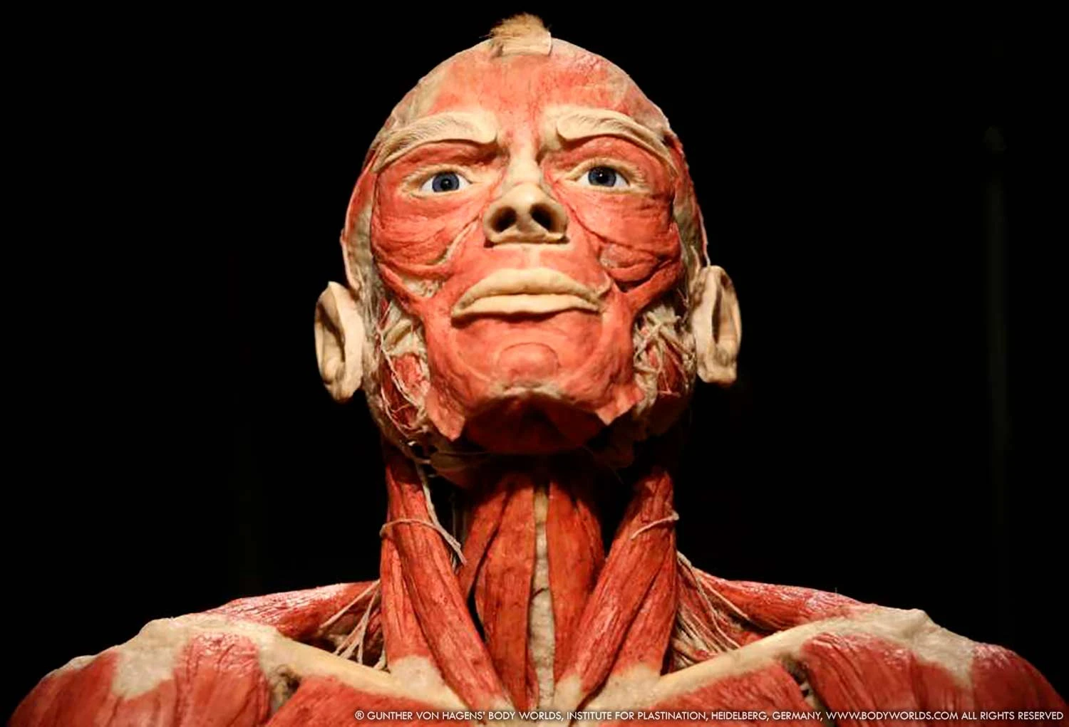 źródło: bodyworlds.pl