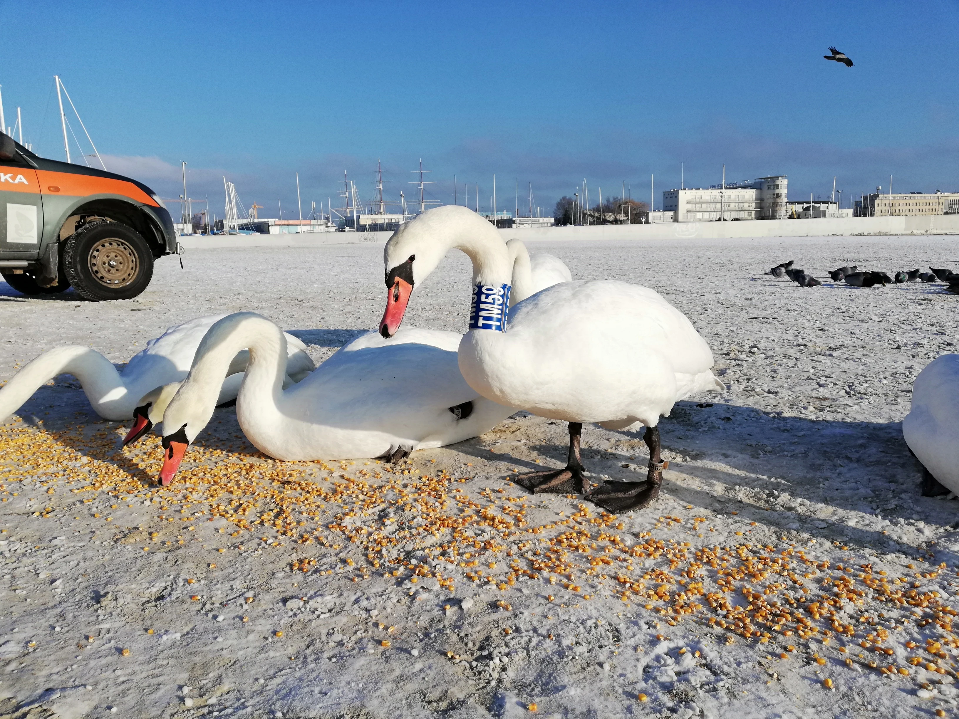 Źródło: SM Gdynia
