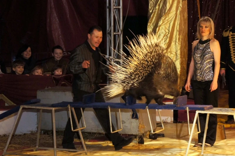 Wygraj bilet do Cyrku Zalewski!