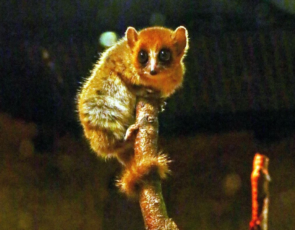fot. Gdański Ogród Zoologiczny
