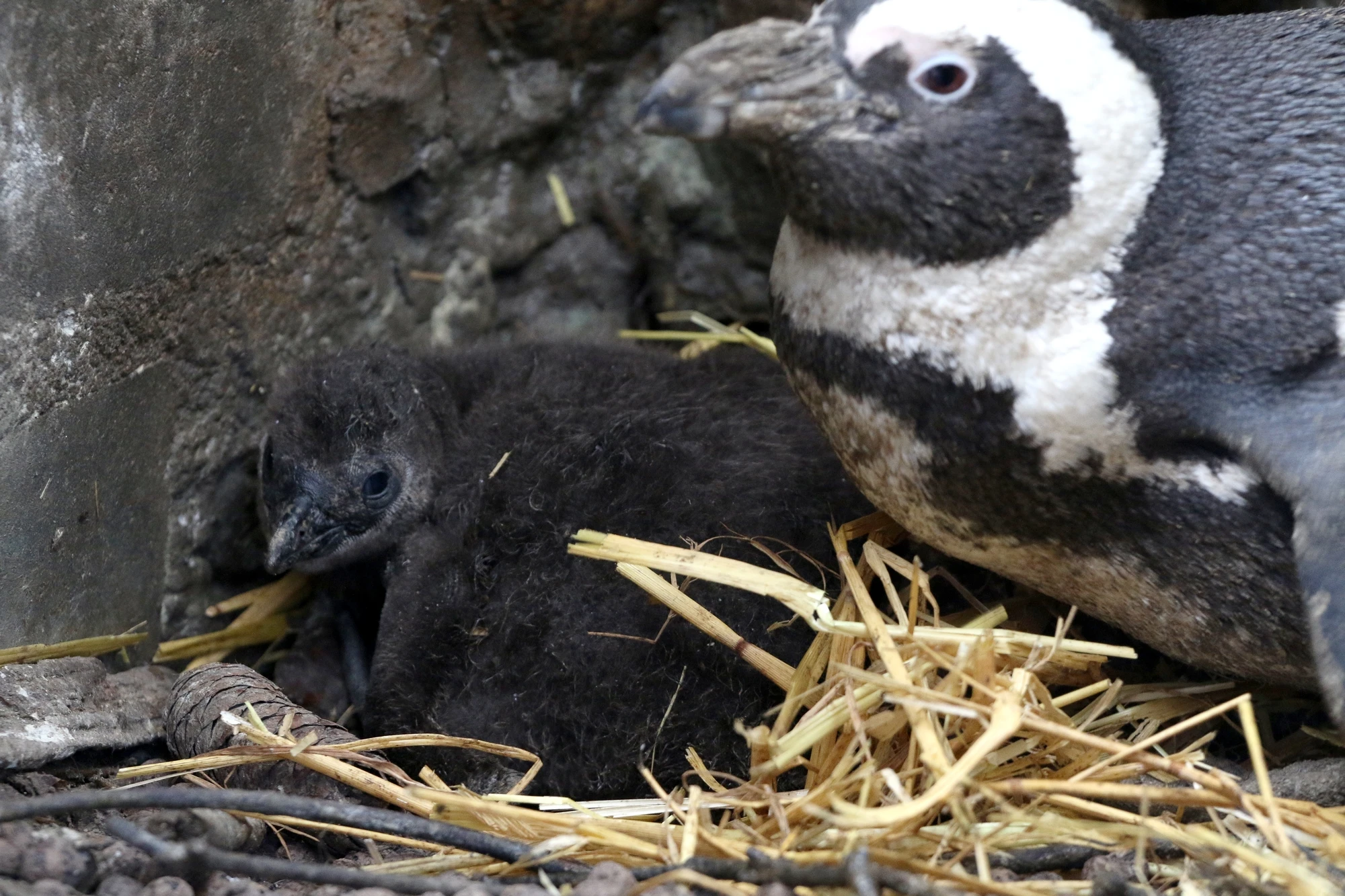 Fot. Gdański Ogród Zoologiczny/Facebook