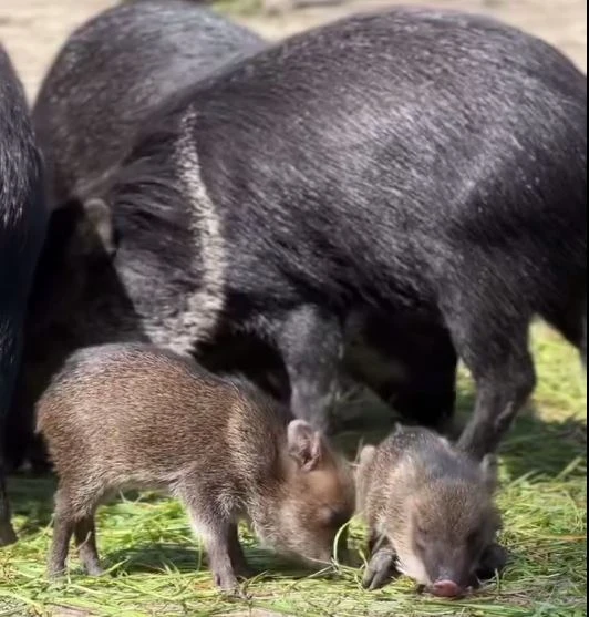źródło: Gdański Ogród Zoologiczny