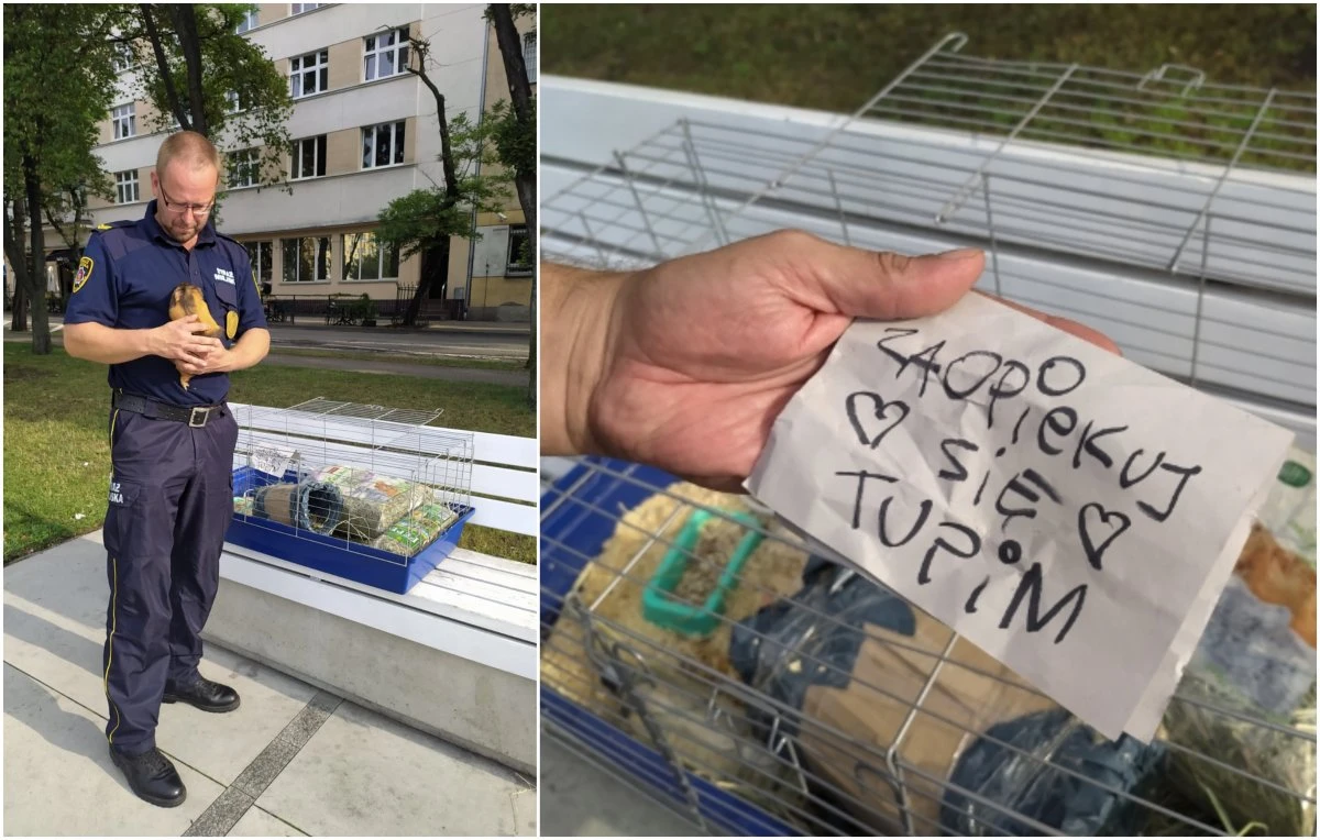Źródło: gdynia.pl