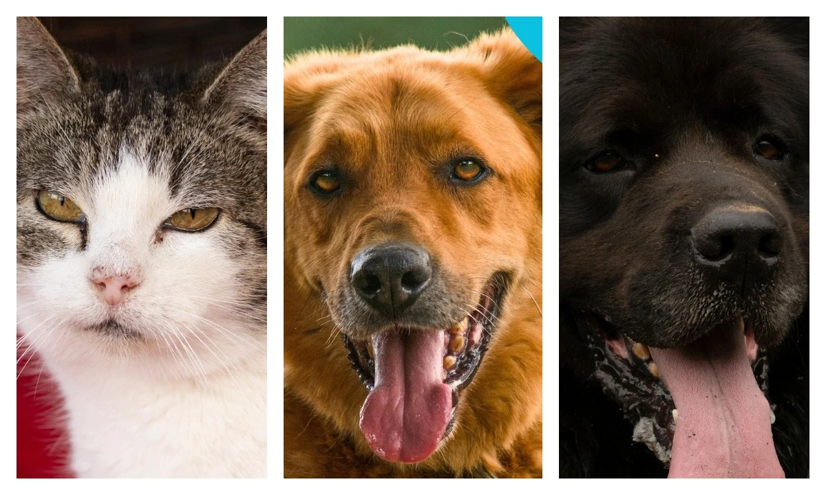 Psy i koty ze Schroniska OTOZ Animals w Dąbrówce poszukują nowego domu | ZDJĘCIA