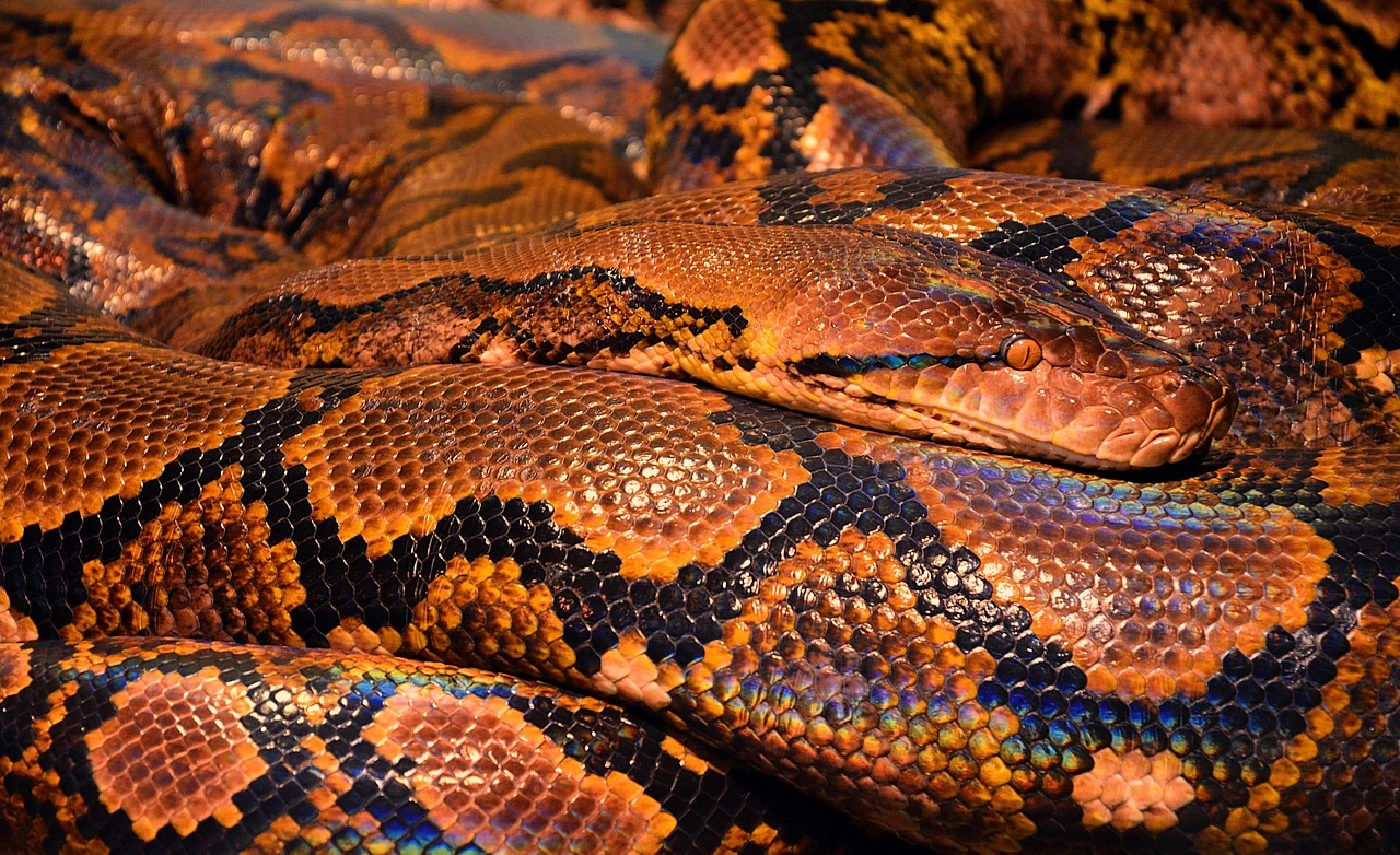 fot. pixabay.com (zdjęcie poglądowe)
