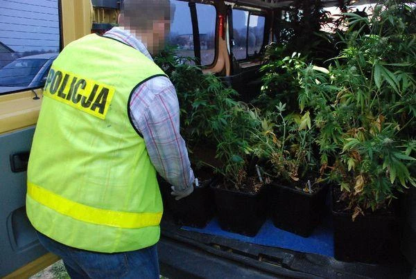 Puck: Policjanci zlikwidowali plantację marihuany