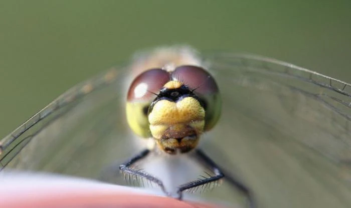Gdańsk: Insekty w Galerii Bałtyckiej