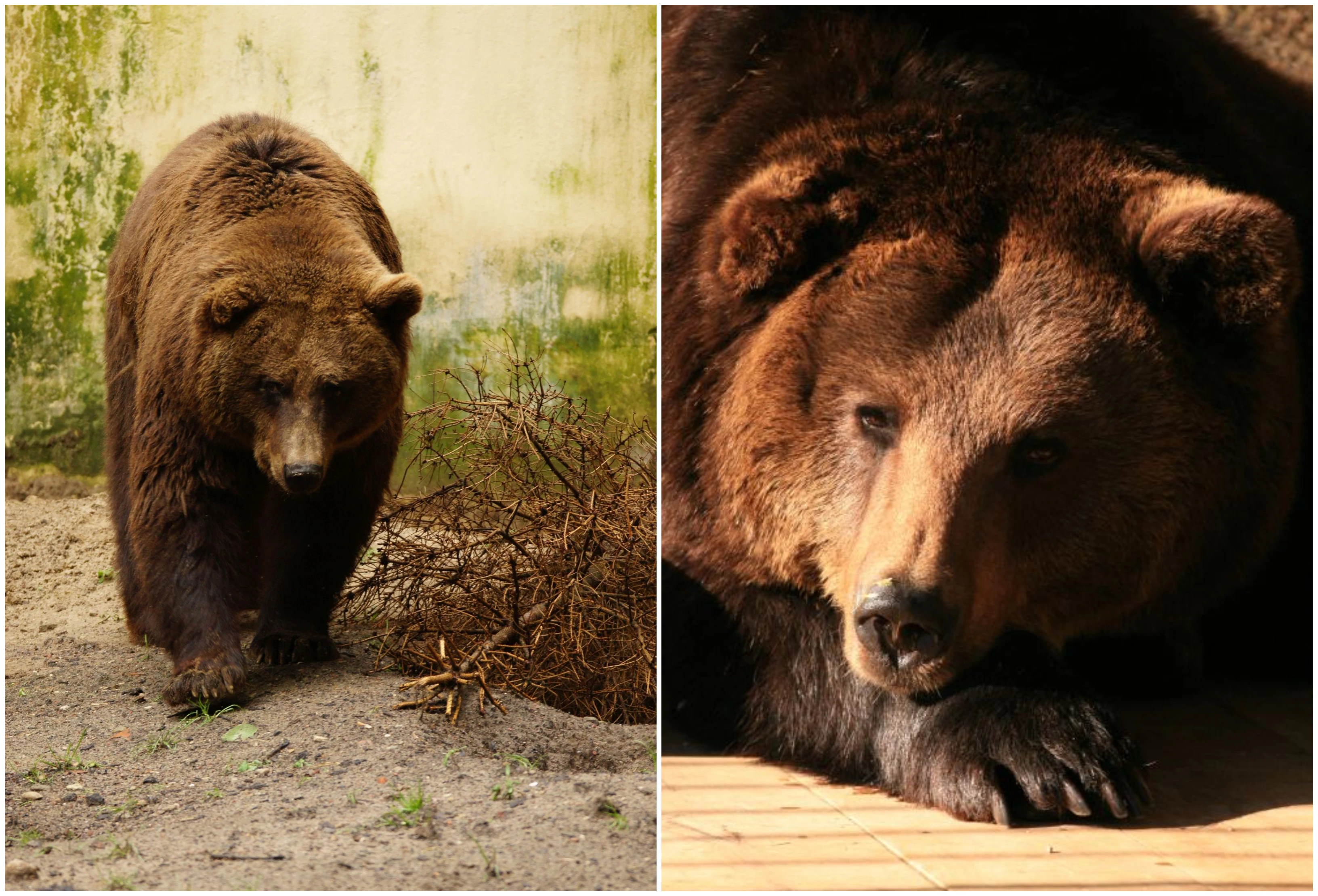 Źródło: Zoo.gda.pl