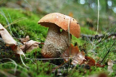 Wejherowo: Grzyby w Ratuszu