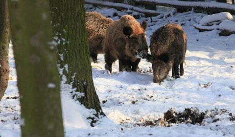 Gdynia - w czasie mrozów dokarmianie zwierząt  jest konieczne!