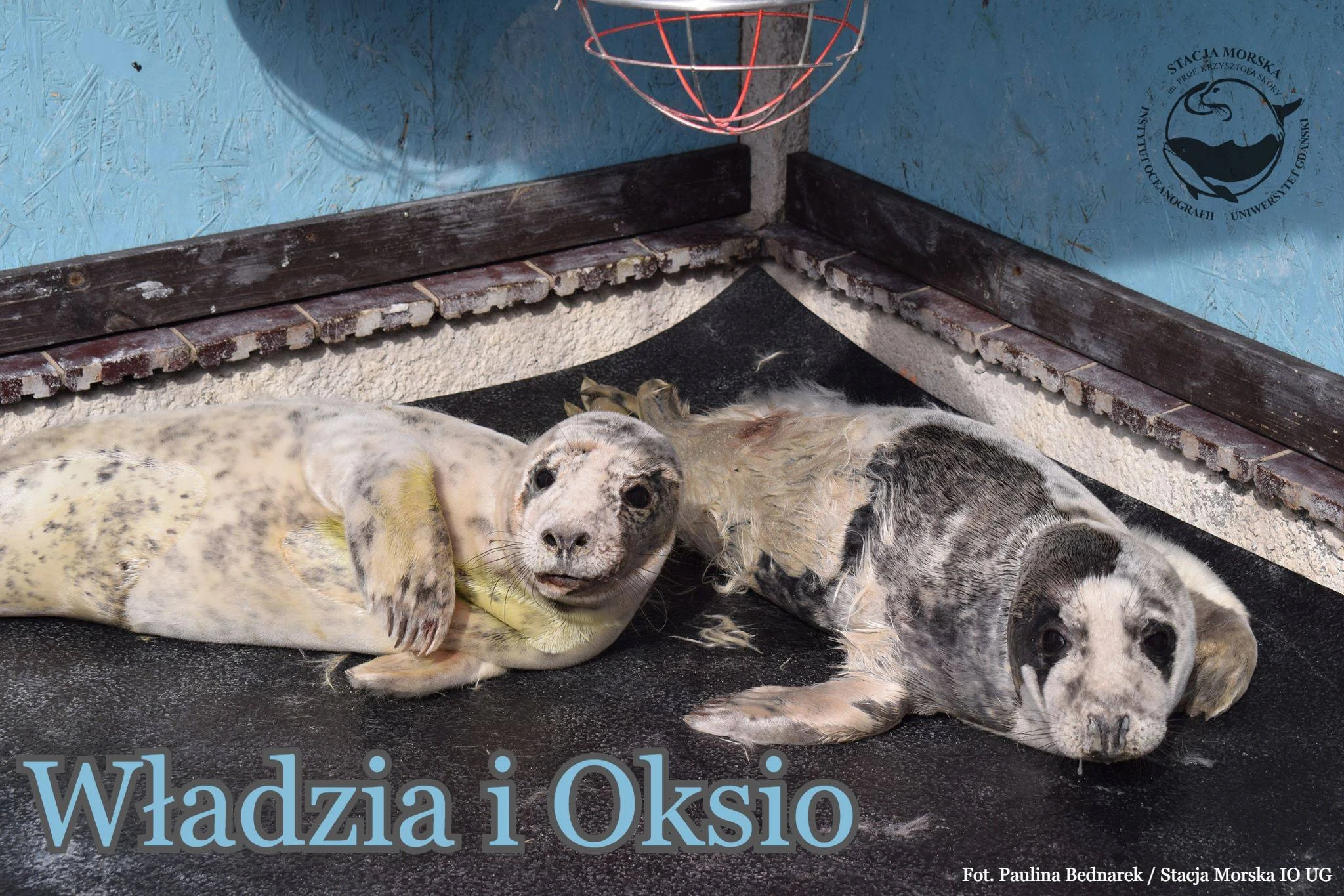 fot. FB/fokarium