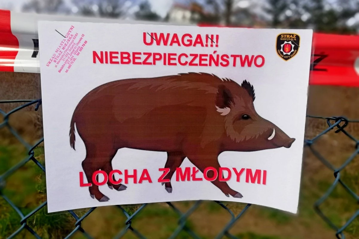 fot. Straż Miejska w Gdyni