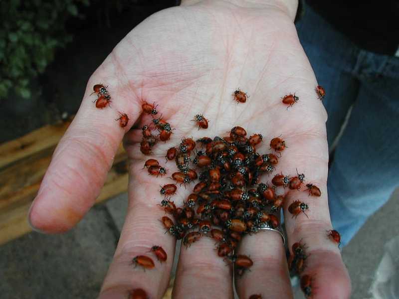 Plaga azjatyckich biedronek