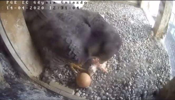 Źródło: Peregrinus.pl