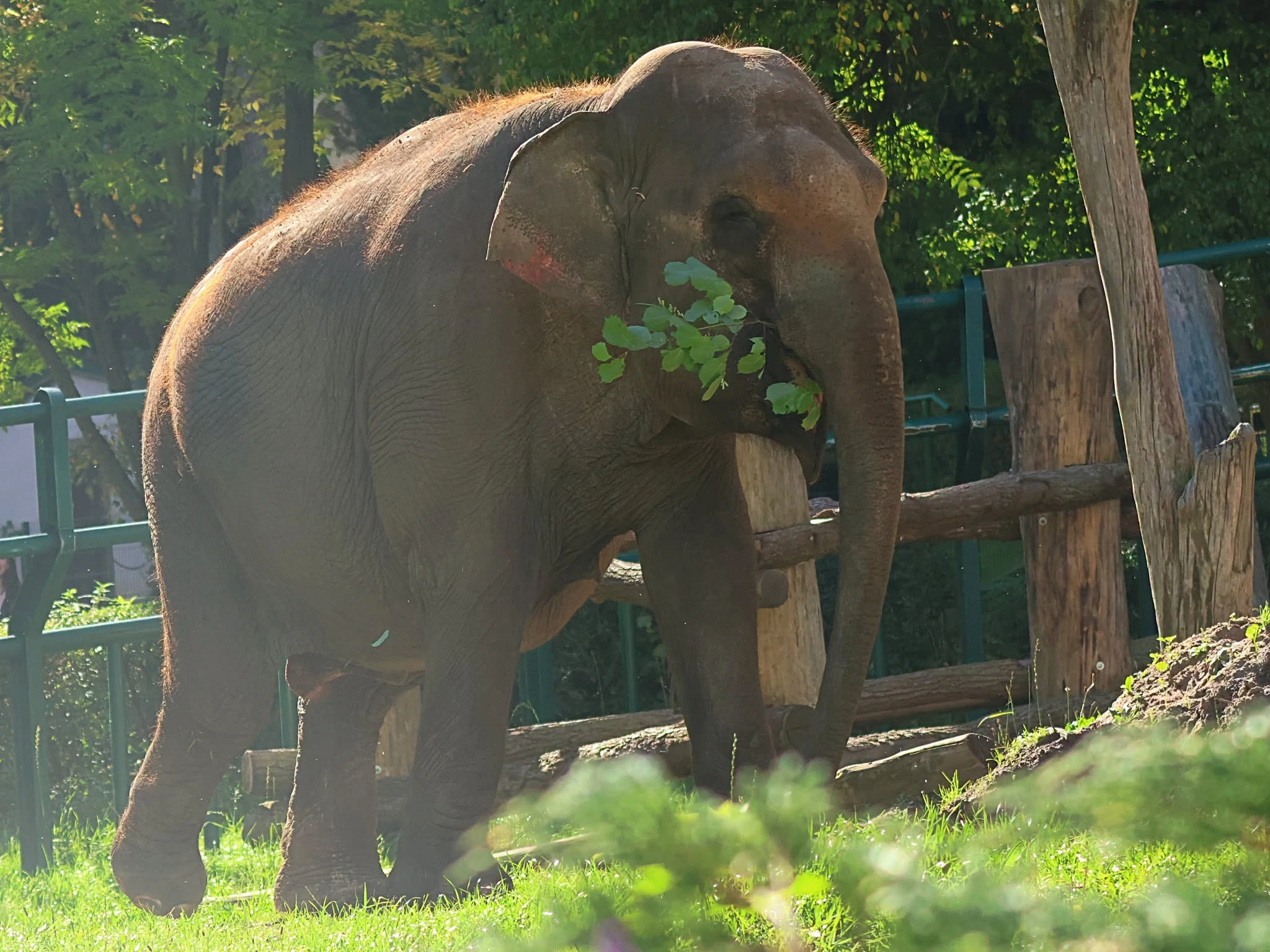 źródło: Gdański Ogród Zoologiczny/Facebook