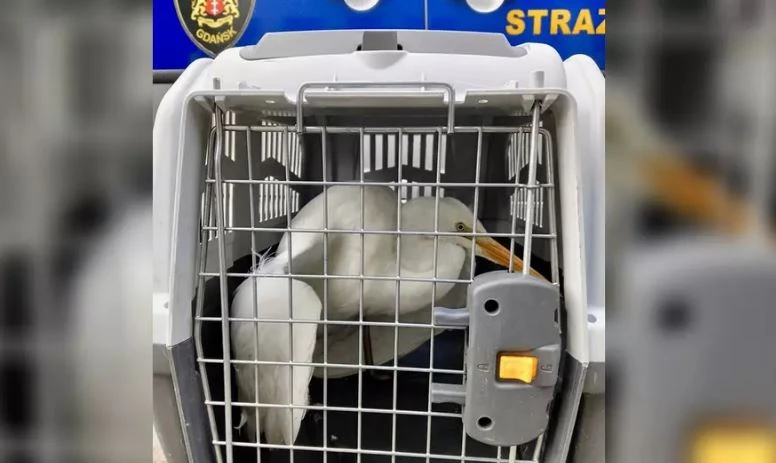 fot. Straż Miejska w Gdańsku