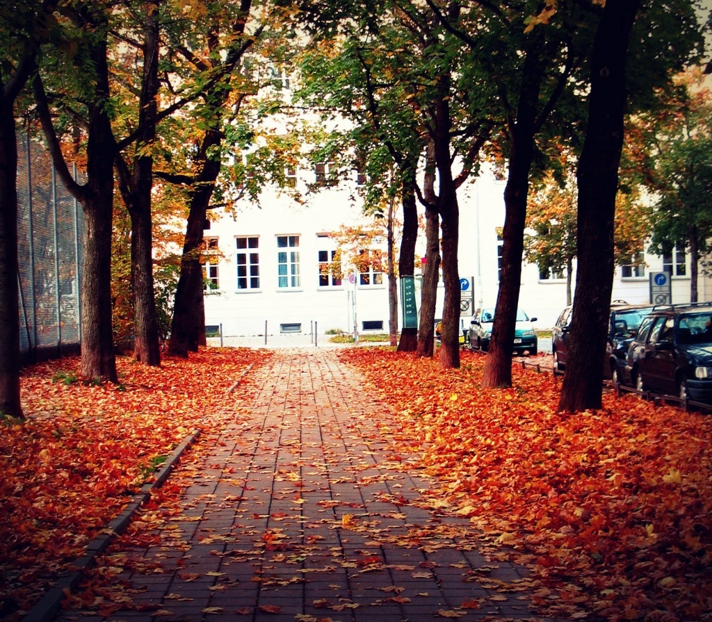 Trwa akcja „Liść” 