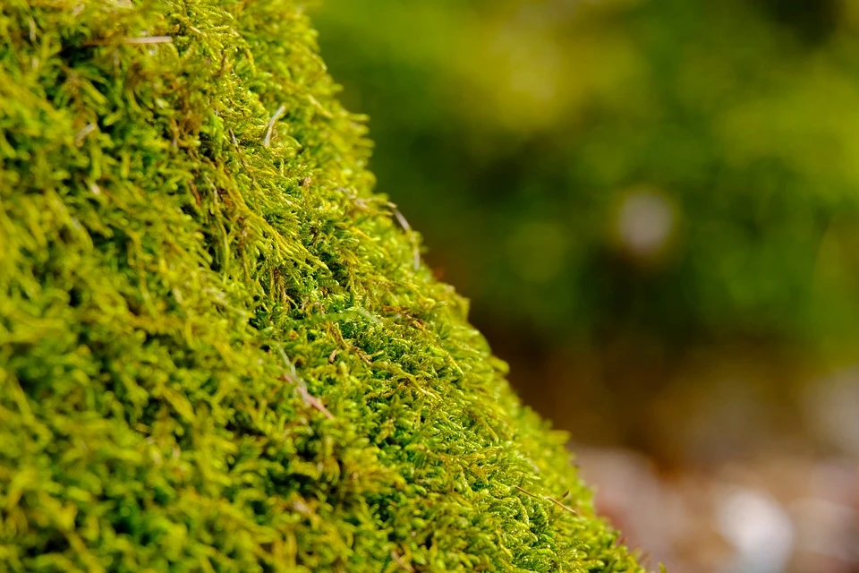 źródło: pixabay.com