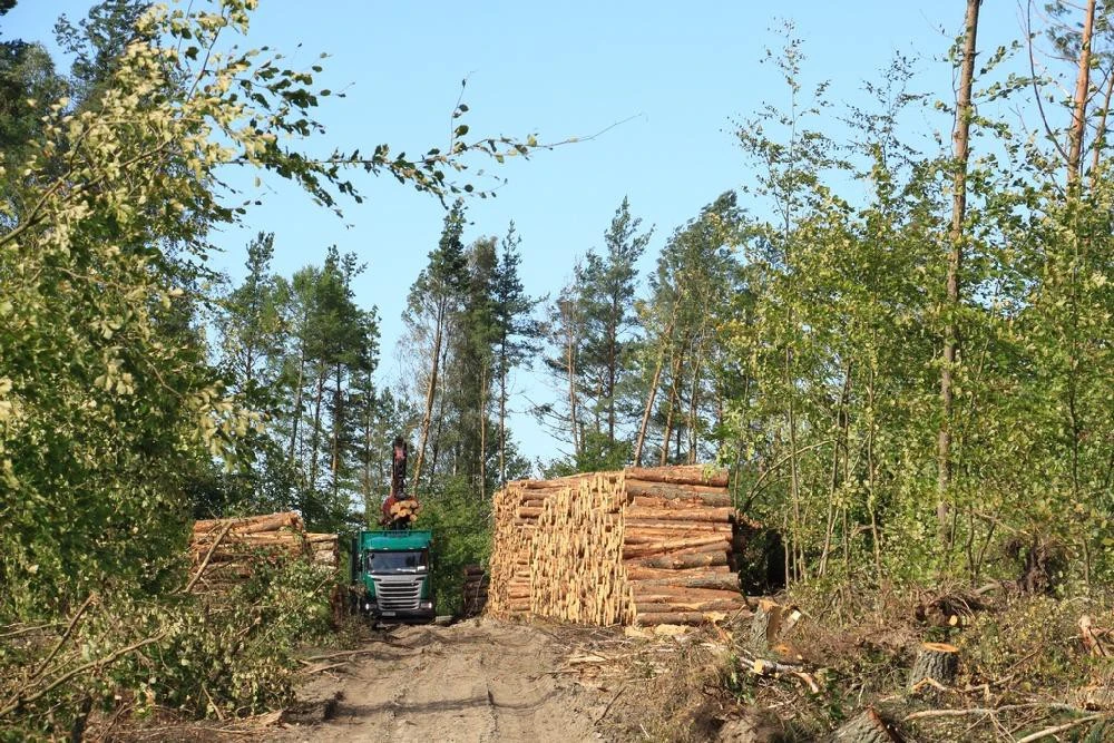 Źródło: Nadleśnictwo Strzebielino