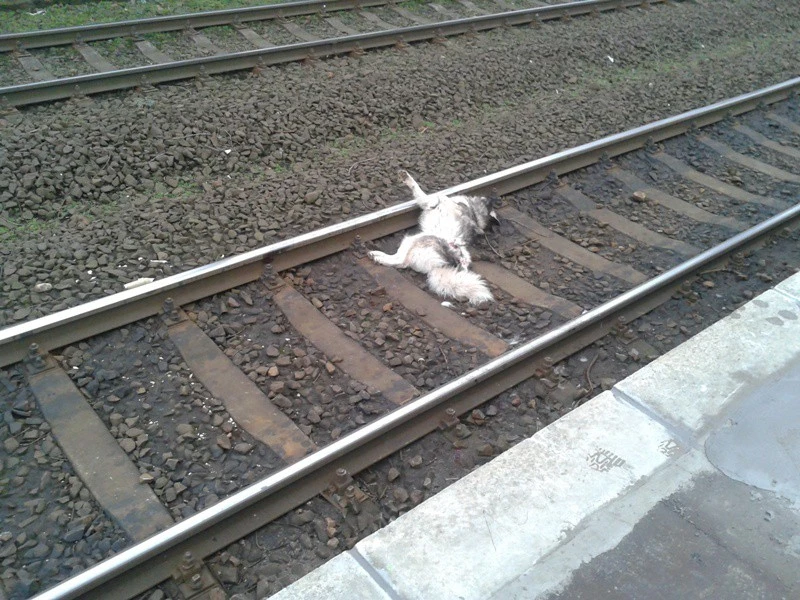 Straż Miejska Wejherowo