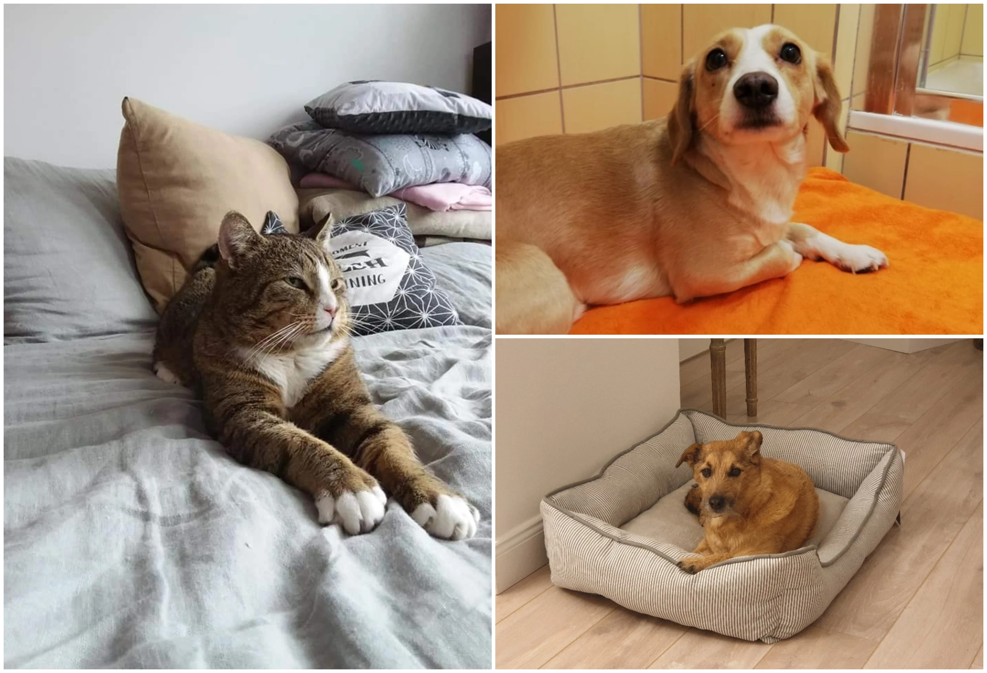 Źródło: OTOZ Animals – Schronisko „Ciapkowo” w Gdyni/Facebook