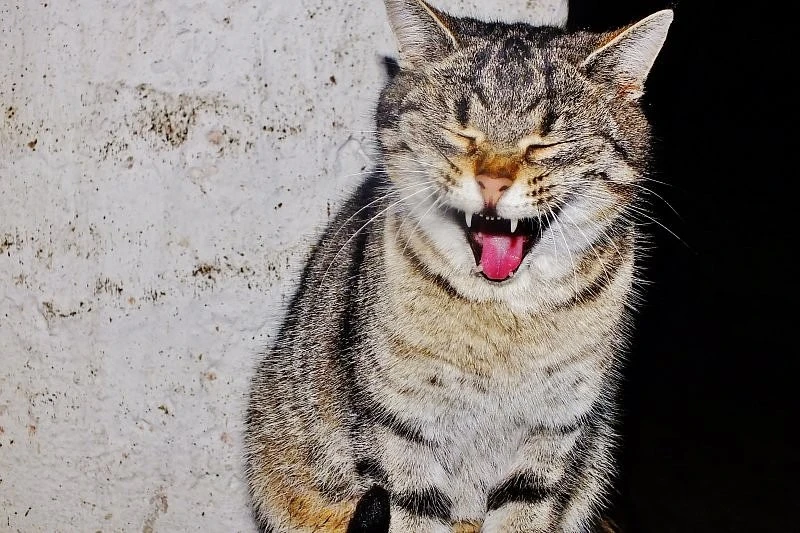Kastracja bezdomnego kota na koszt miasta