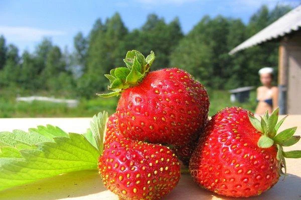 Już jutro święto Kaszubskiej truskawki!