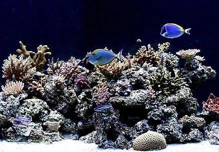 Gdynia: Weekend z lasami tropikalnych oceanów